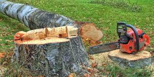 Best Arborist Consultation Services  in Salisbury, NY