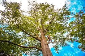 Best Tree Cabling and Bracing  in Salisbury, NY