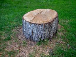 How Our Tree Care Process Works  in  Salisbury, NY
