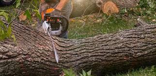 Best Tree Removal  in Salisbury, NY