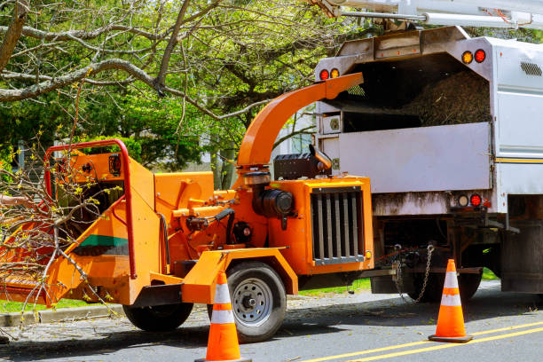 Best Tree Risk Assessment  in Salisbury, NY