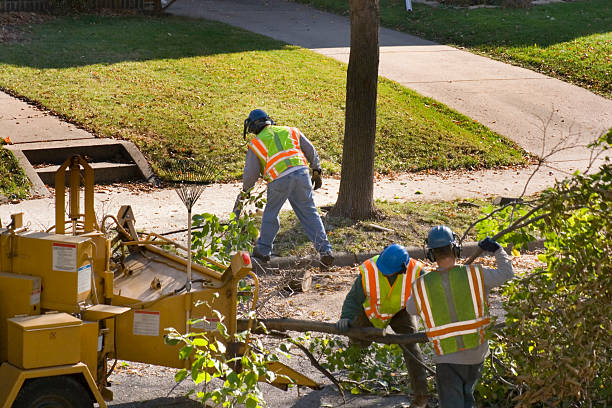 Best Fruit Tree Pruning  in Salisbury, NY