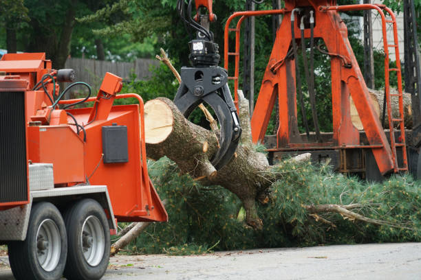 Best Tree Planting  in Salisbury, NY