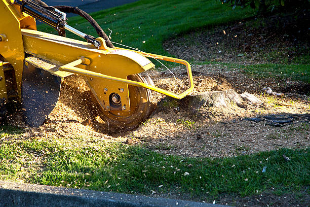 Best Commercial Tree Services  in Salisbury, NY