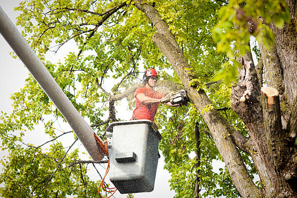 Best Emergency Tree Removal  in Salisbury, NY
