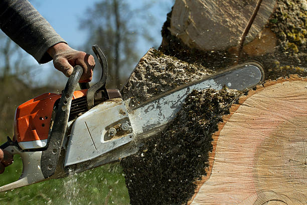 Best Tree Disease Treatment  in Salisbury, NY